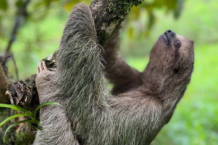 Rio Celeste Waterfall Plus Sloths and wildlife Sanctuary