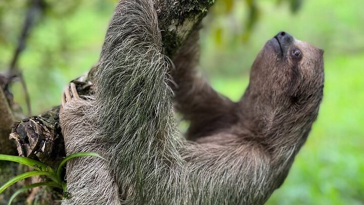 Rio Celeste Waterfall Plus Sloths and wildlife Sanctuary