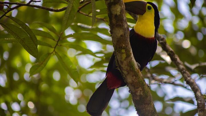 Rio Celeste Waterfall Plus Sloths and wildlife Sanctuary