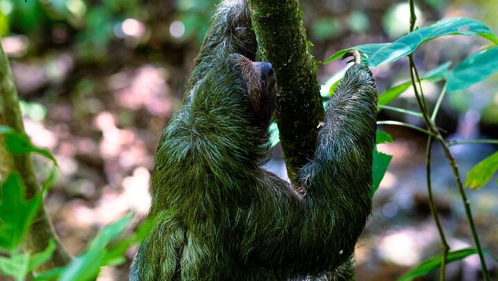 Rio Celeste waterfall and slothland excursion