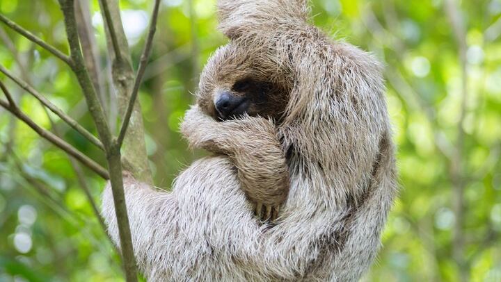 Rio Celeste Waterfall Plus Sloths and wildlife Sanctuary