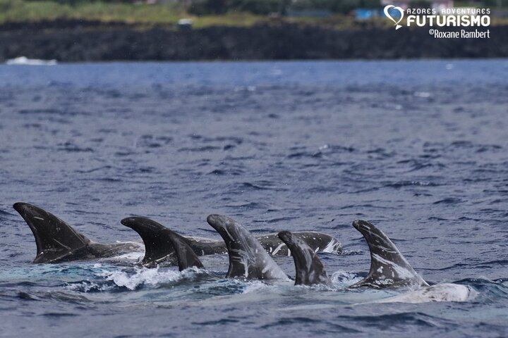 Risso's dolphins