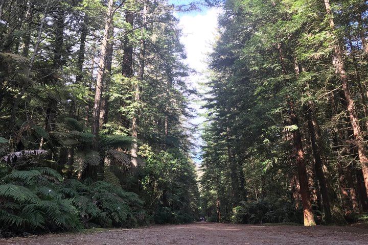 Rotorua Cultural and Geothermal Wonderland Tour – Depart Tauranga