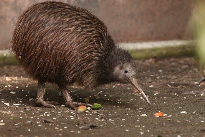 Rotorua Highlights Tour: Waiotapu, Te Puia & Lunch from Auckland