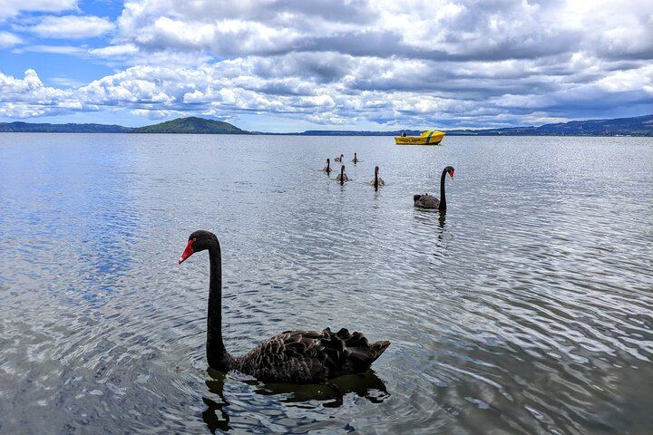 Rotorua lake