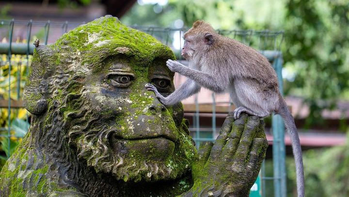 Sacred monkey forest