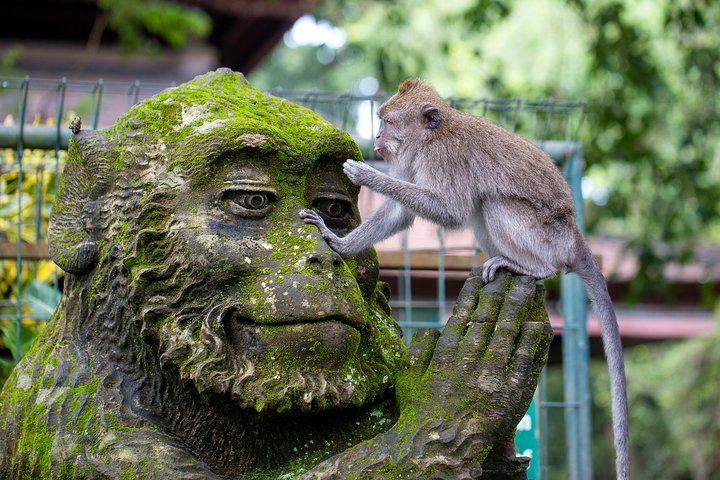 Sacred monkey forest