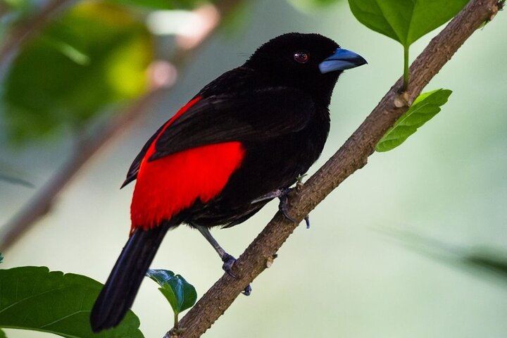 Safari Float and wild life experience in Arenal