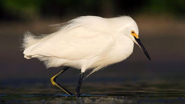 Safari Float and wild life experience in Arenal
