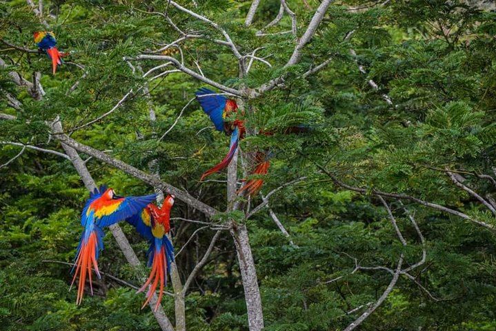 Scarlet Macaw
