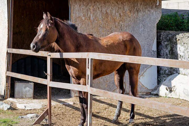 Scenic Horseback Ride, Wine Tasting & Lunch on Mt. Vesuvius