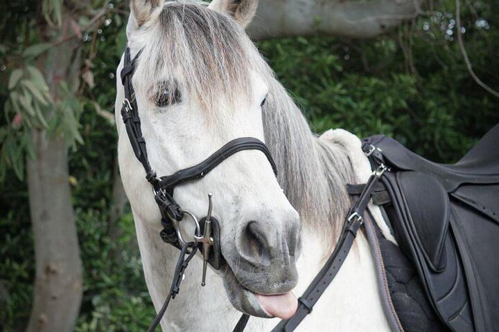 Scenic Horseback Ride, Wine Tasting & Lunch on Mt. Vesuvius