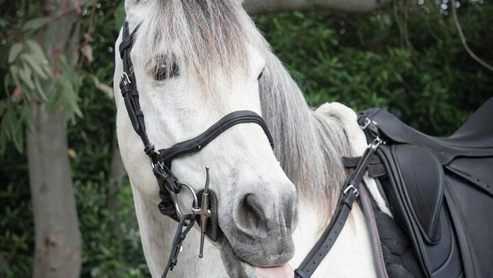 Scenic Horseback Ride, Wine Tasting & Lunch on Mt. Vesuvius