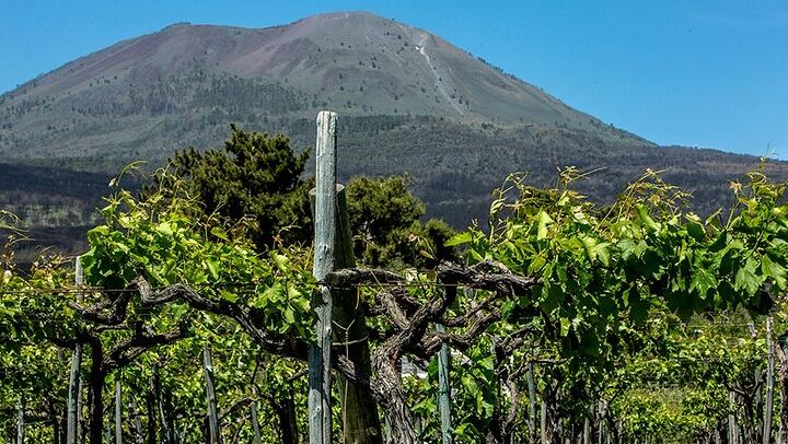 Scenic Wine Tasting & Lunch on the Slopes of Vesuvius from Naples