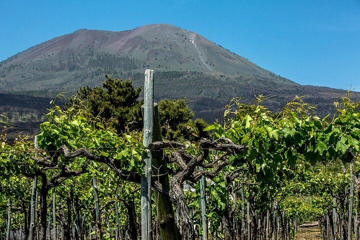 Scenic Wine Tasting & Lunch on the Slopes of Vesuvius from Naples
