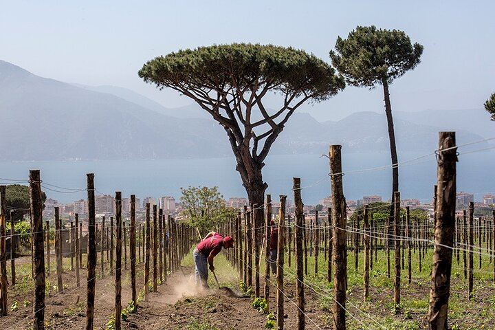 Scenic Wine Tasting & Lunch on the Slopes of Vesuvius from Naples