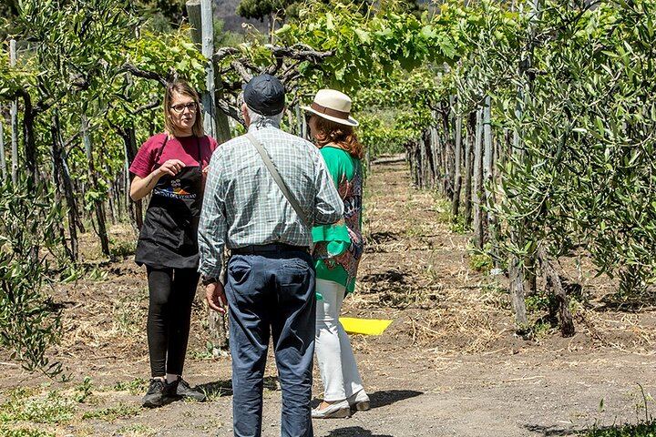 Scenic Wine Tasting & Lunch on the Slopes of Vesuvius from Naples