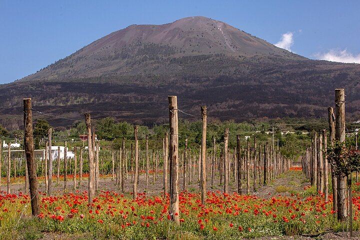 Scenic Wine Tasting & Lunch on the Slopes of Vesuvius from Naples