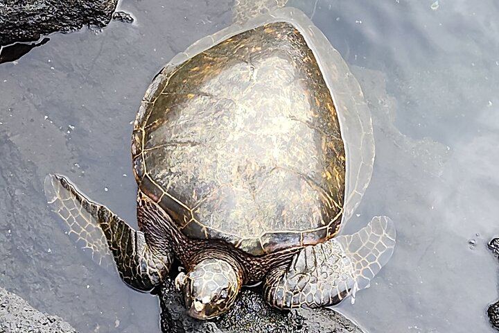 Sea turtles (Honu) at Richardson Beach Hilo