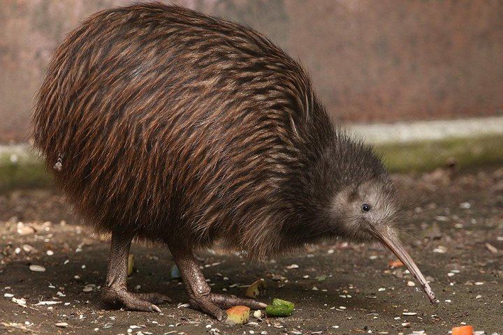See a real life Kiwi Bird!