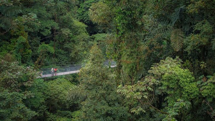 See the forest from the top of the canopy