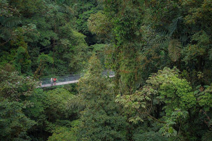 See the forest from the top of the canopy