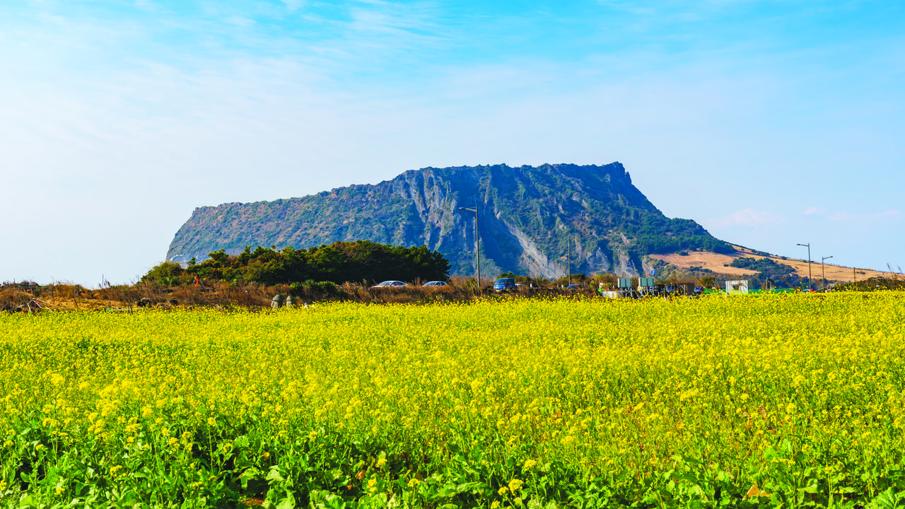 The tuff cone of Seongsan Ilchulbong seen across canola fields, Jeju Island, South Korea