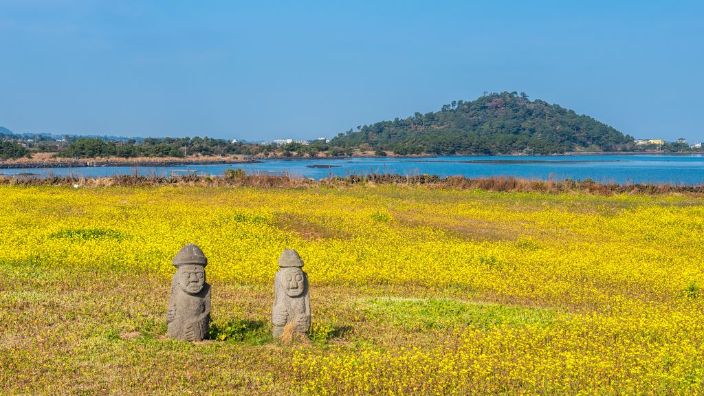 The Seongsan Ilchulbong tuff cone rising behind a field of yellow canola flowers on Jeju Island