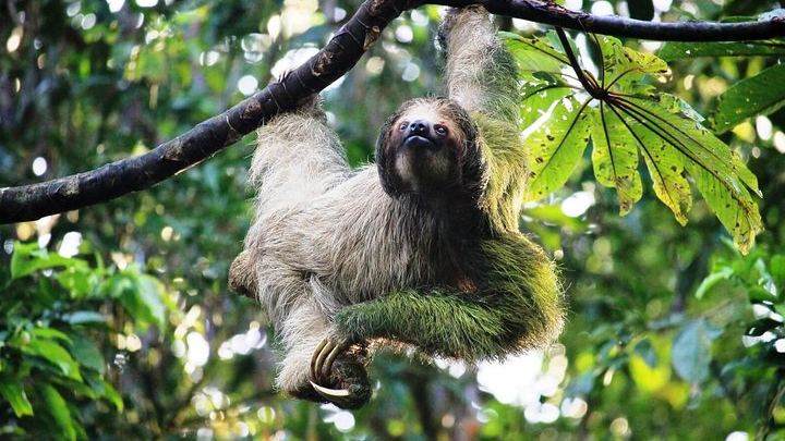 Sloth in the wild