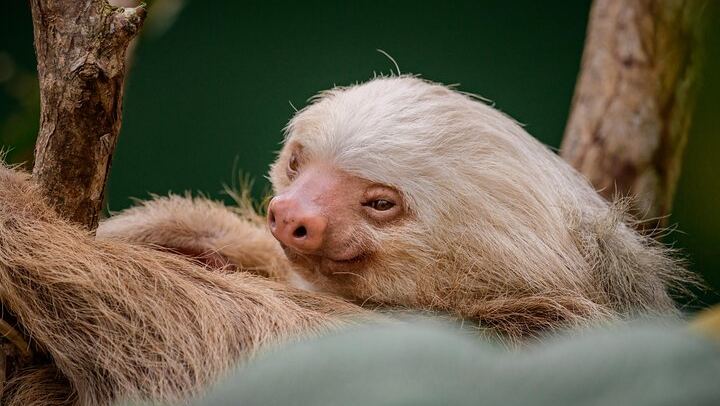 Sloth Sanctuary - Rio Celeste Tour - Native's Way Costa Rica Tours & Packages