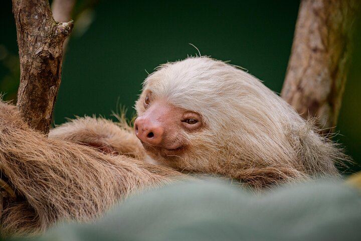 Sloth Sanctuary - Rio Celeste Tour - Native's Way Costa Rica Tours & Packages