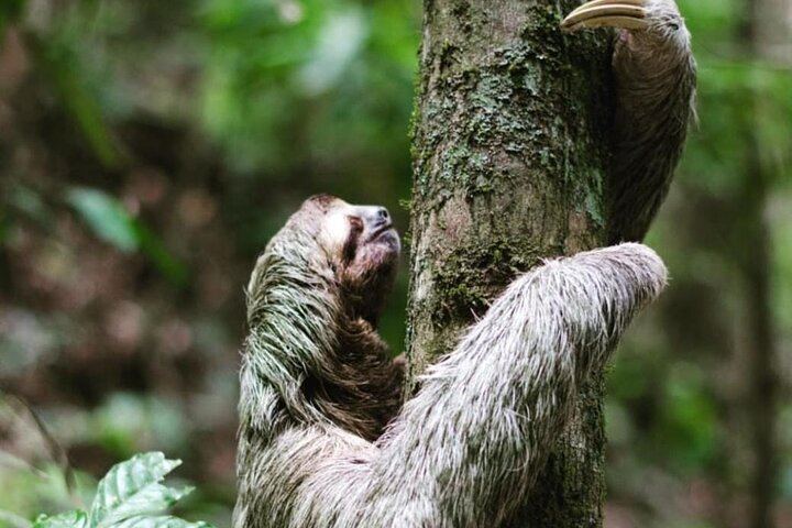 Sloth Sanctuary - Rio Celeste Tour - Native's Way Costa Rica Tours & Packages
