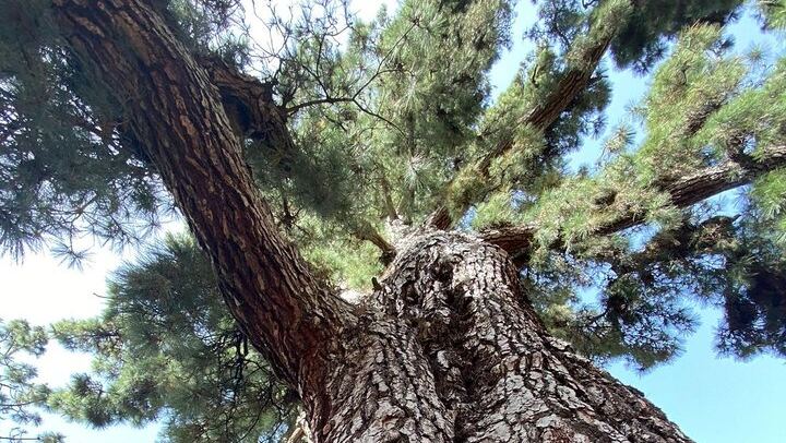 Small Group Teide National Park Volcanic and Forest Wonders