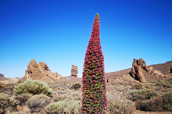 Small Group Teide National Park Volcanic and Forest Wonders