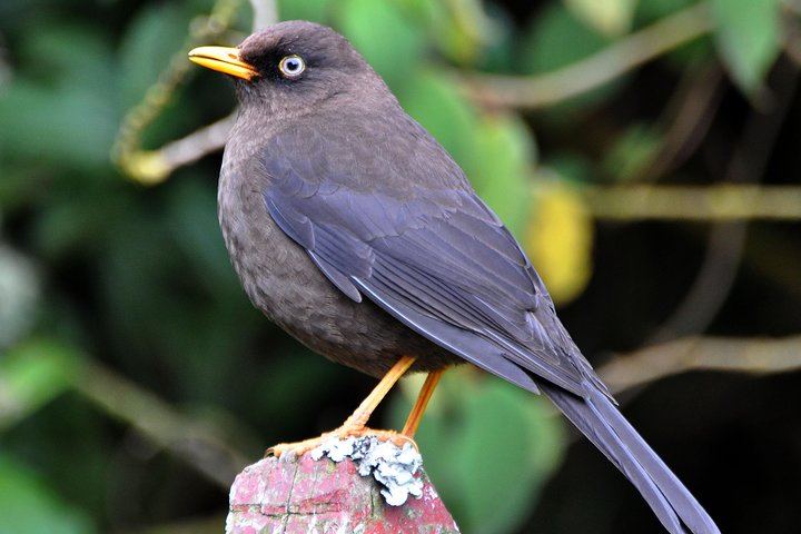 Sooty Trush, common bird of the area
