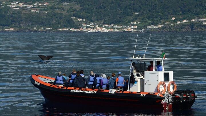 Sperm Whale diving and one of our boats