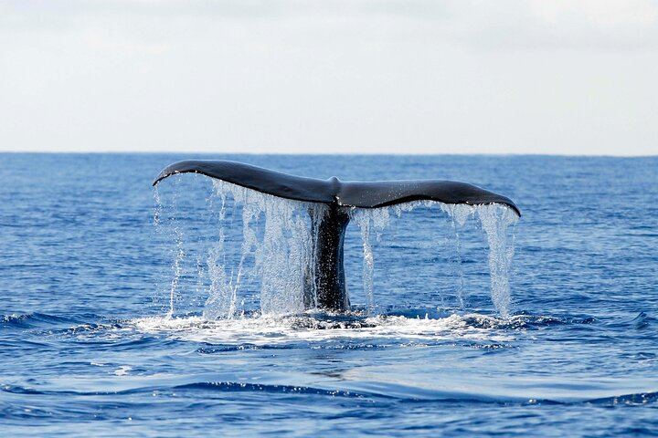 Sperm Whale diving