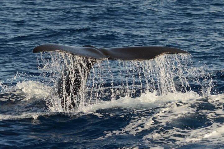 Sperm Whale diving