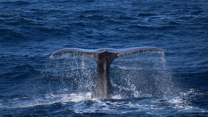 Sperm whale Tail