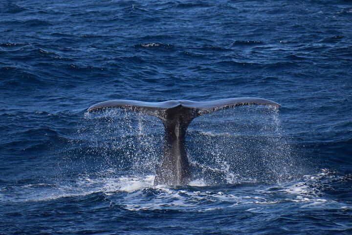 Sperm whale Tail