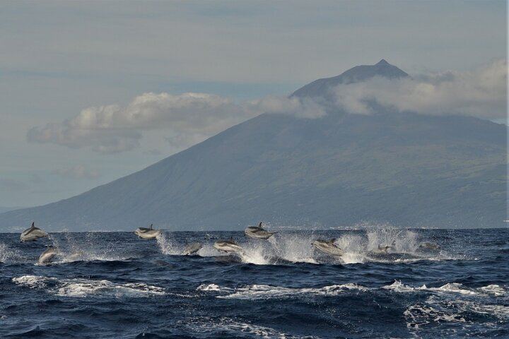 Stripped Dolphins and Mountain of Pico Island