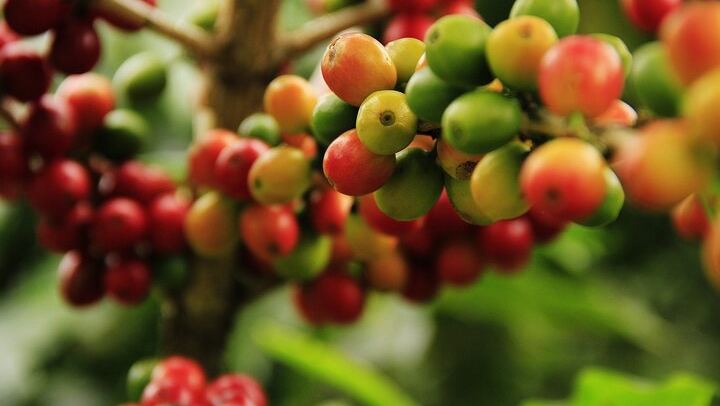 Super Combo Tour: Waterfalls Gardens + Coffee Tour + Poás Volcano