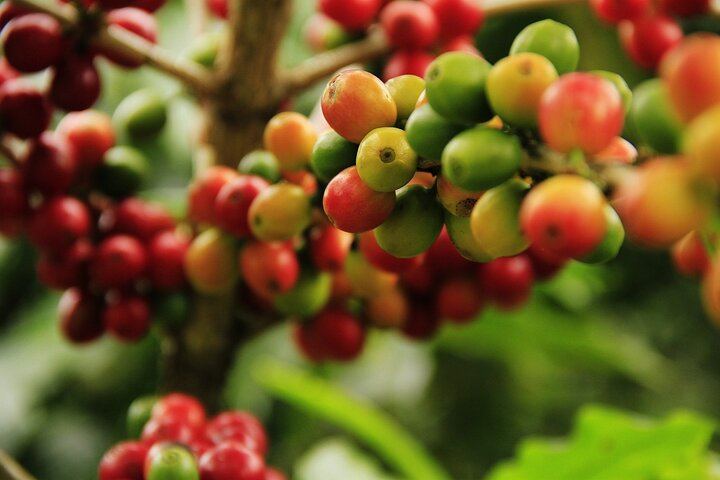 Super Combo Tour: Waterfalls Gardens + Coffee Tour + Poás Volcano