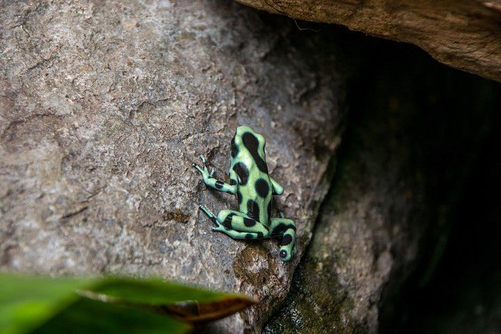 Super Combo Tour: Waterfalls Gardens + Coffee Tour + Poás Volcano