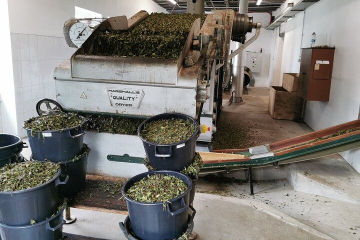 Tea factory