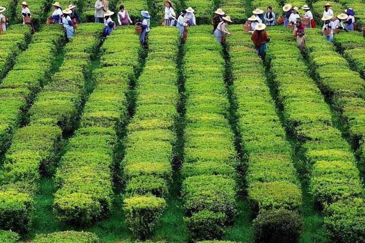 Tea Plantation in São Miguel Island