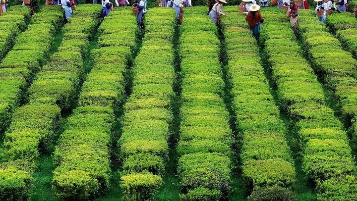 Tea Plantation in São Miguel Island