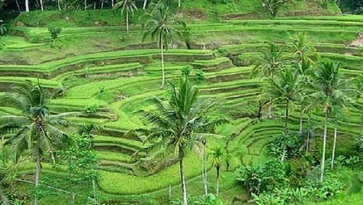Tegalalang Rice Terrace