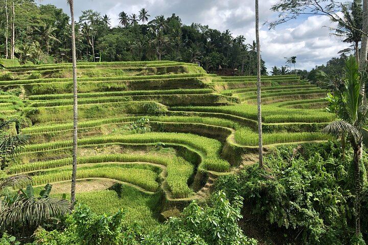 Tegalalang Rice Terrace