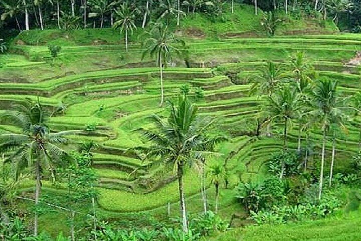 Tegalalang Rice Terrace